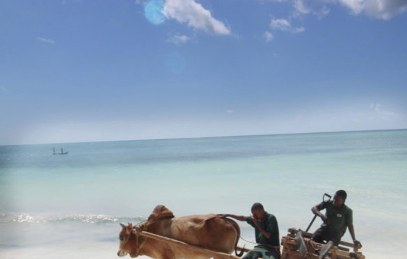 Relaxing Break in Zanzibar